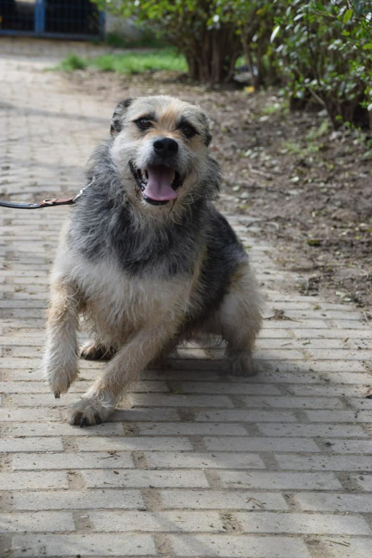 Bild 7: Capone ist ein lieber, netter Hund, der auf sein Zuhause wartet.