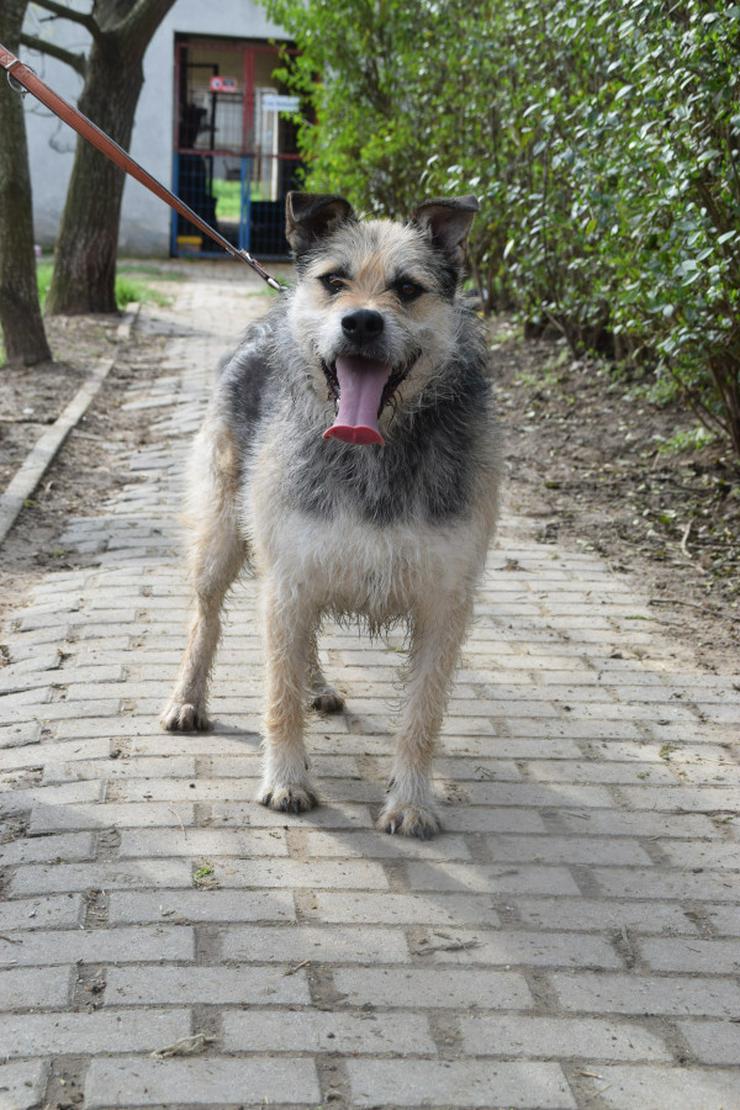 Capone ist ein lieber, netter Hund, der auf sein Zuhause wartet.