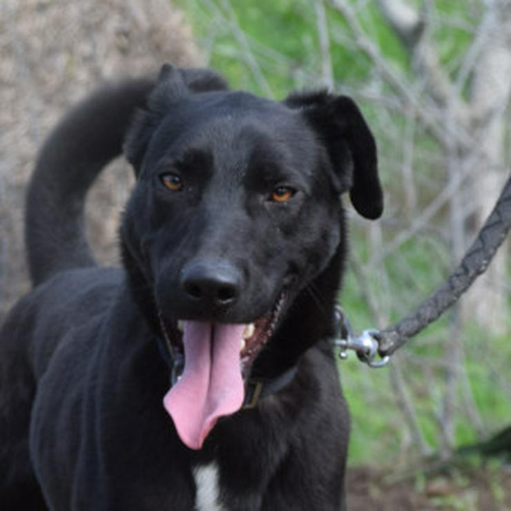 Bild 10: Lacy, ein netter junger Rüde, sucht ein liebevolles Zuhause.