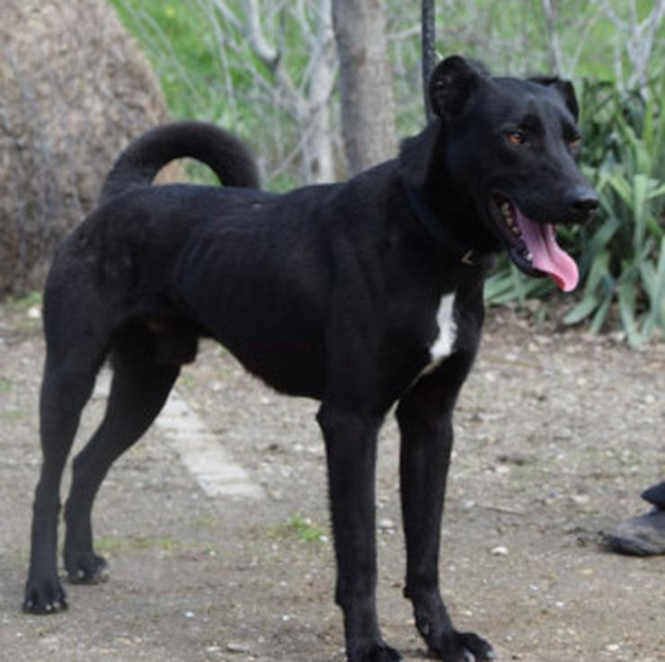 Bild 11: Lacy, ein netter junger Rüde, sucht ein liebevolles Zuhause.