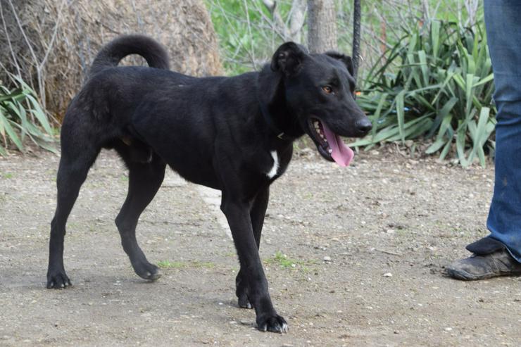 Bild 9: Lacy, ein netter junger Rüde, sucht ein liebevolles Zuhause.
