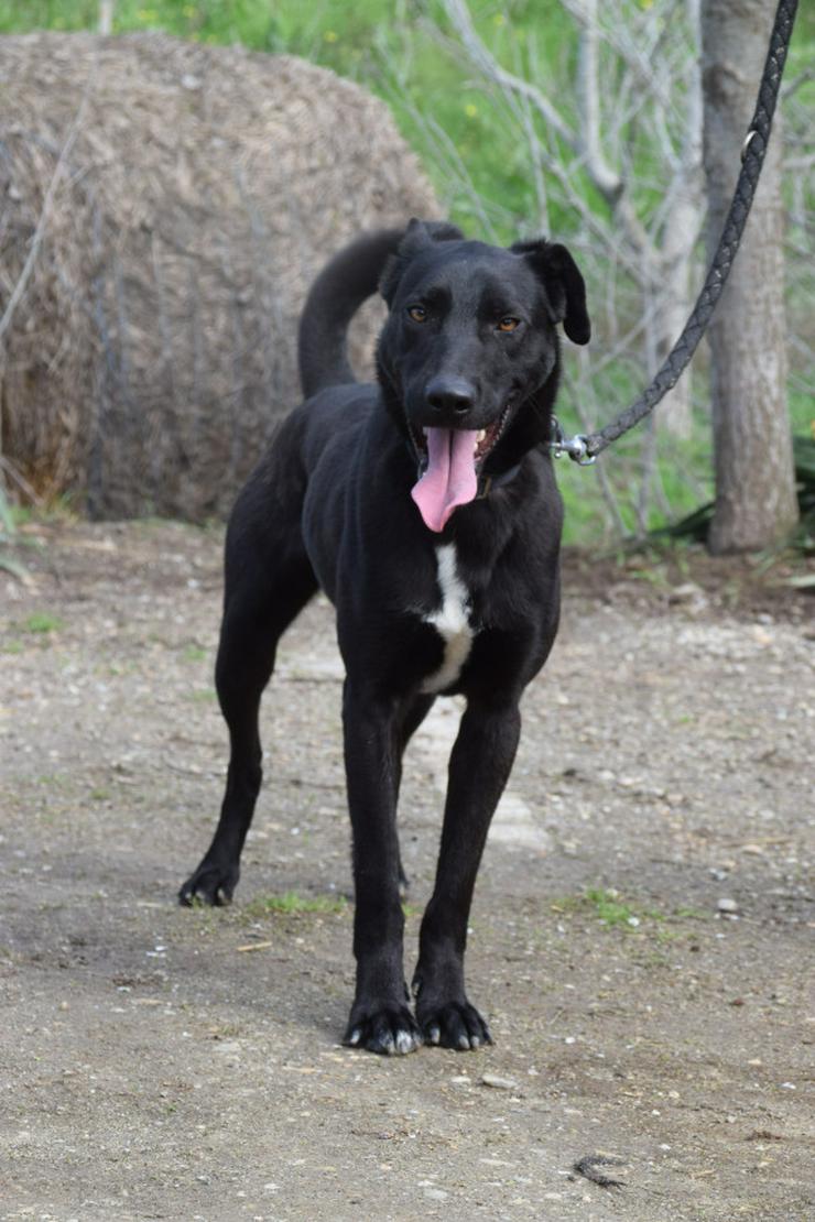 Lacy, ein netter junger Rüde, sucht ein liebevolles Zuhause.
