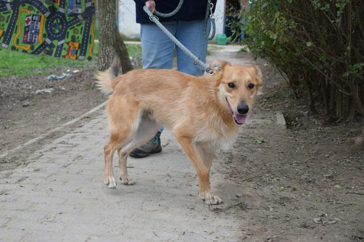 Bild 7: Plum ist ein lebhafter und freundlicher Mischlingshund.