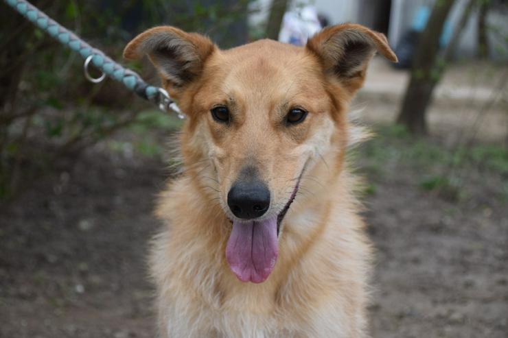 Bild 2: Plum ist ein lebhafter und freundlicher Mischlingshund.