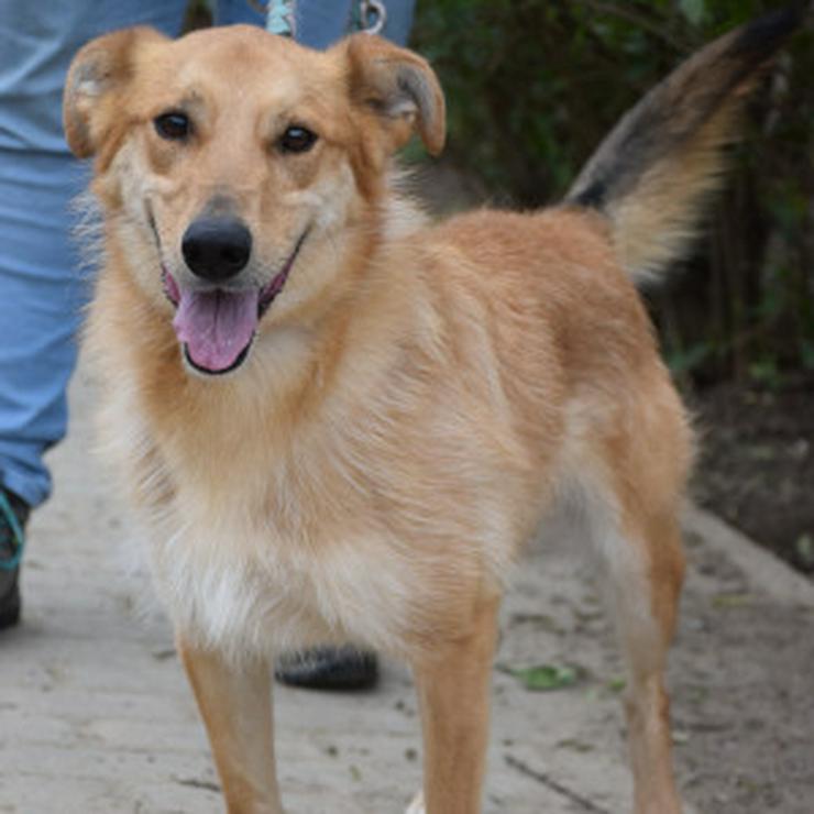 Bild 9: Plum ist ein lebhafter und freundlicher Mischlingshund.