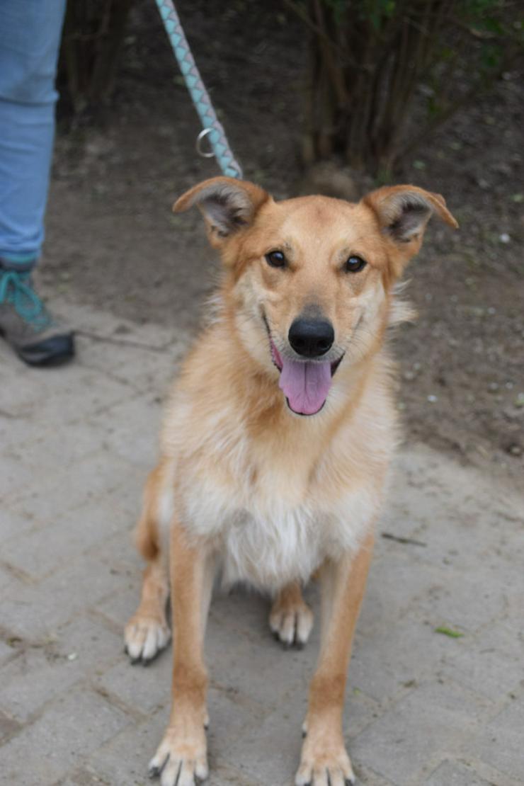 Bild 3: Plum ist ein lebhafter und freundlicher Mischlingshund.