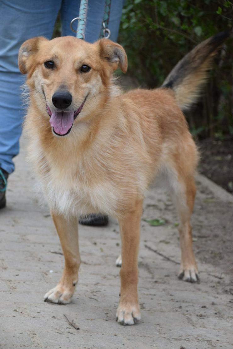 Plum ist ein lebhafter und freundlicher Mischlingshund.