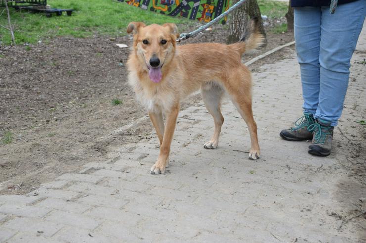 Bild 6: Plum ist ein lebhafter und freundlicher Mischlingshund.