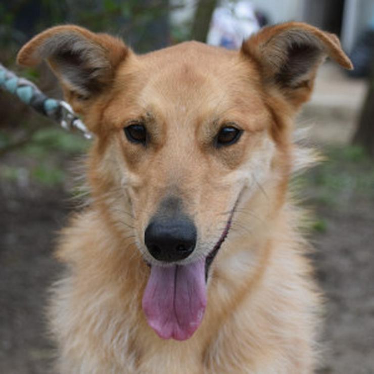 Bild 8: Plum ist ein lebhafter und freundlicher Mischlingshund.