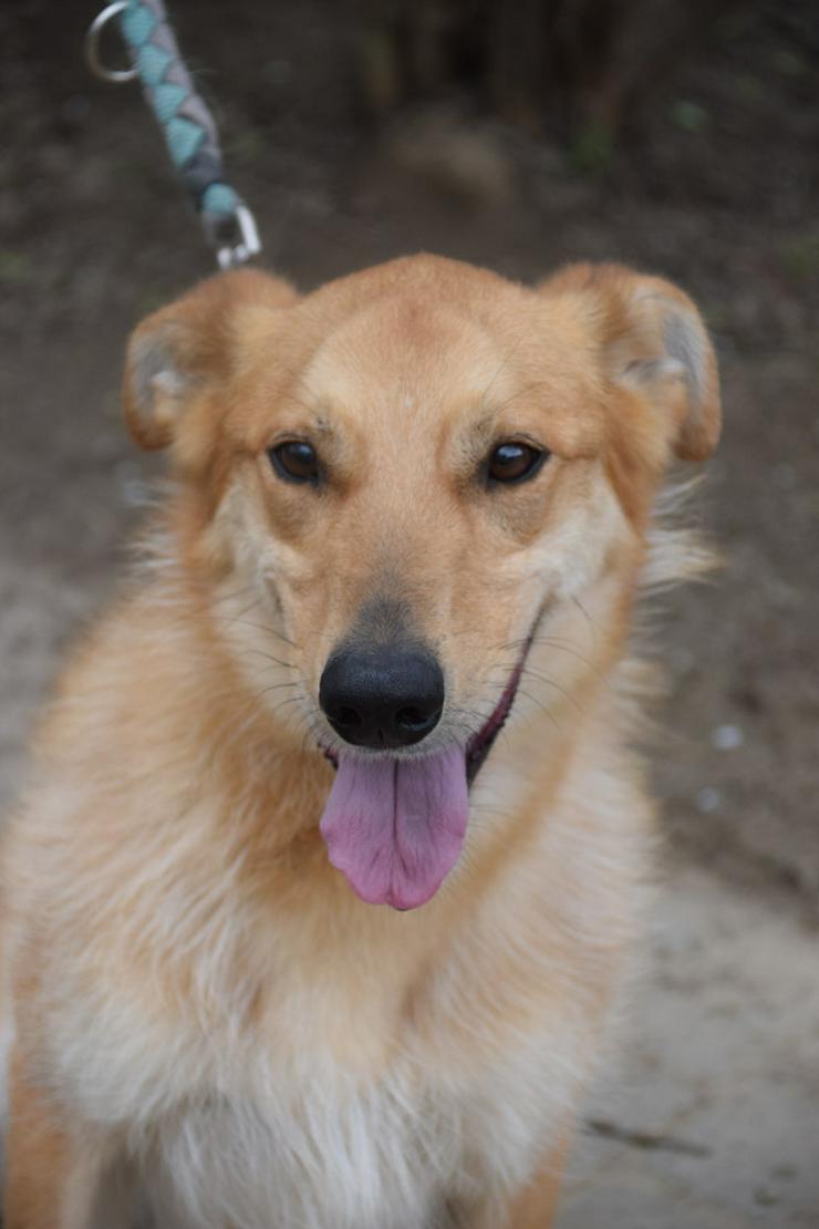 Bild 5: Plum ist ein lebhafter und freundlicher Mischlingshund.