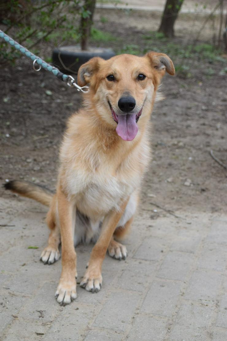 Bild 4: Plum ist ein lebhafter und freundlicher Mischlingshund.