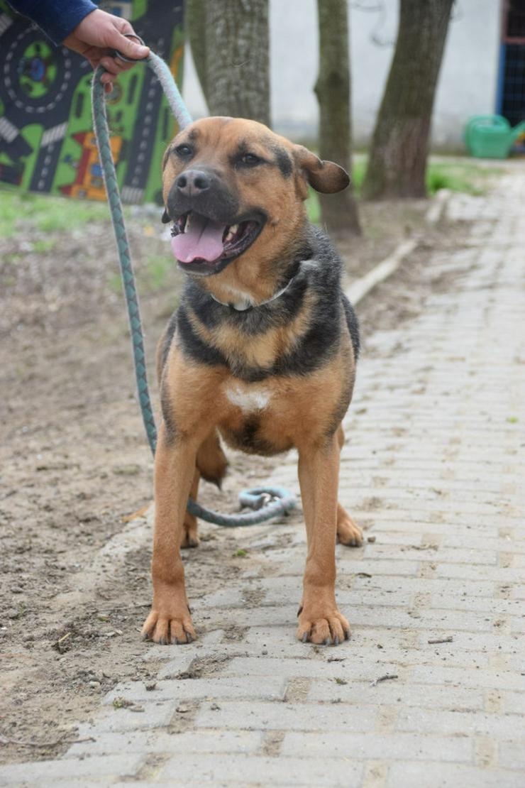 Bild 7: Persil sucht ein schönes Zuhause. 