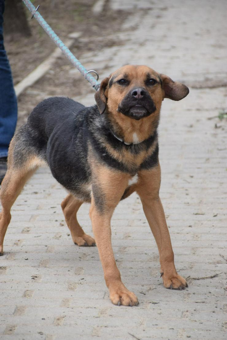 Persil sucht ein schönes Zuhause. 