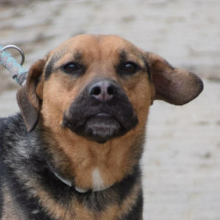 Bild 9: Persil sucht ein schönes Zuhause. 