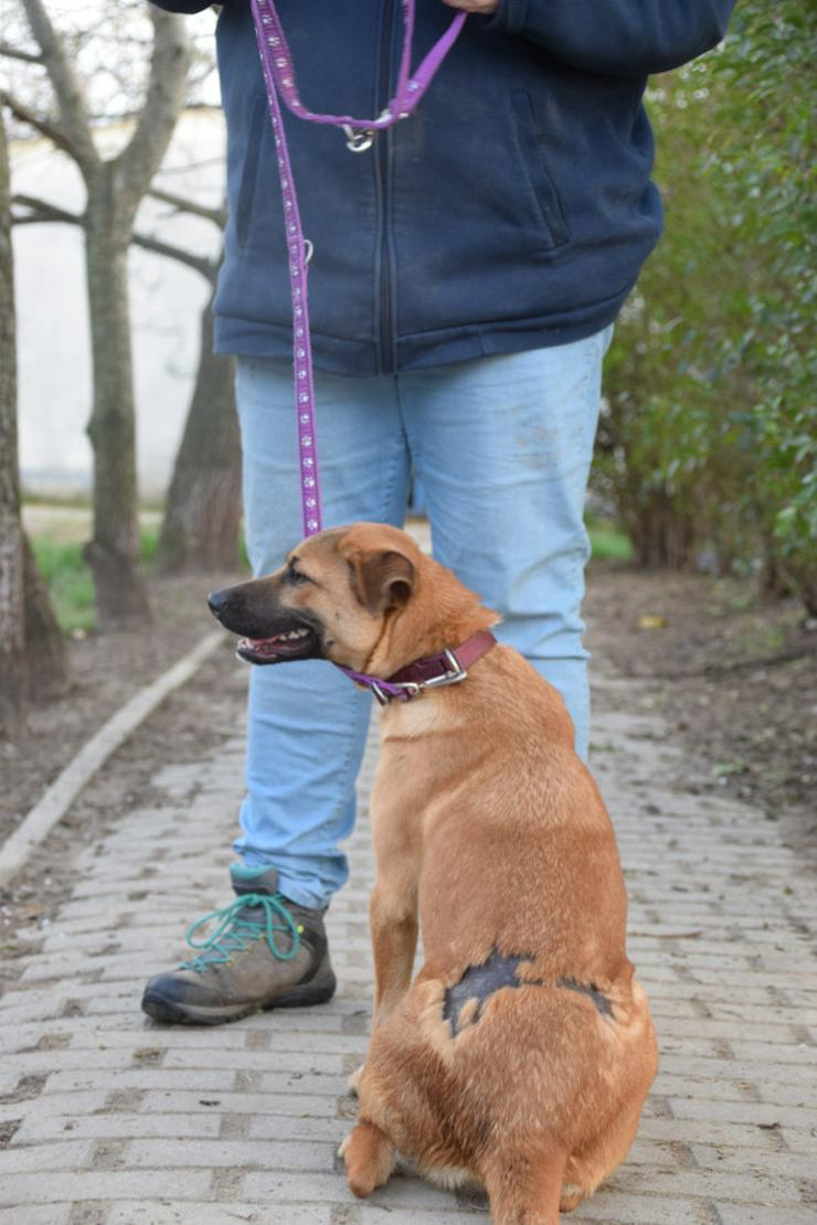 Bild 9: Nady sucht ein fürsorgliches neues Zuhause.