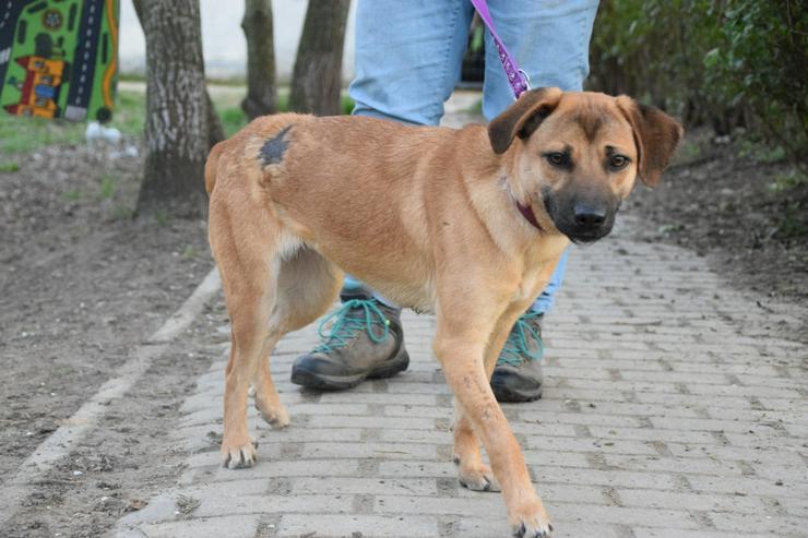 Bild 3: Nady sucht ein fürsorgliches neues Zuhause.