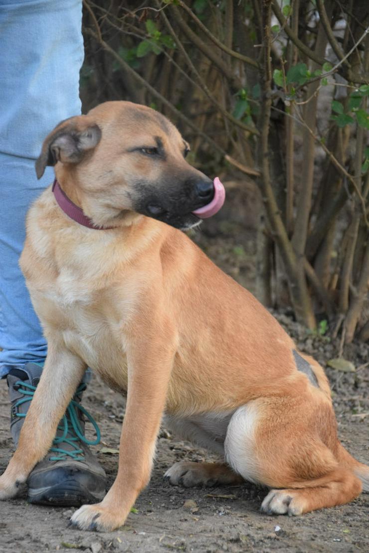 Bild 7: Nady sucht ein fürsorgliches neues Zuhause.