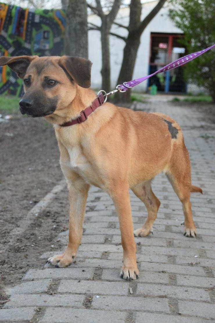 Bild 6: Nady sucht ein fürsorgliches neues Zuhause.