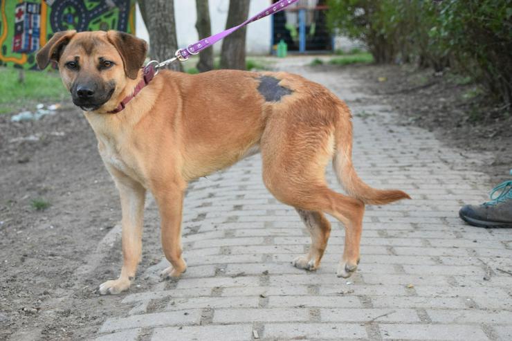 Bild 5: Nady sucht ein fürsorgliches neues Zuhause.