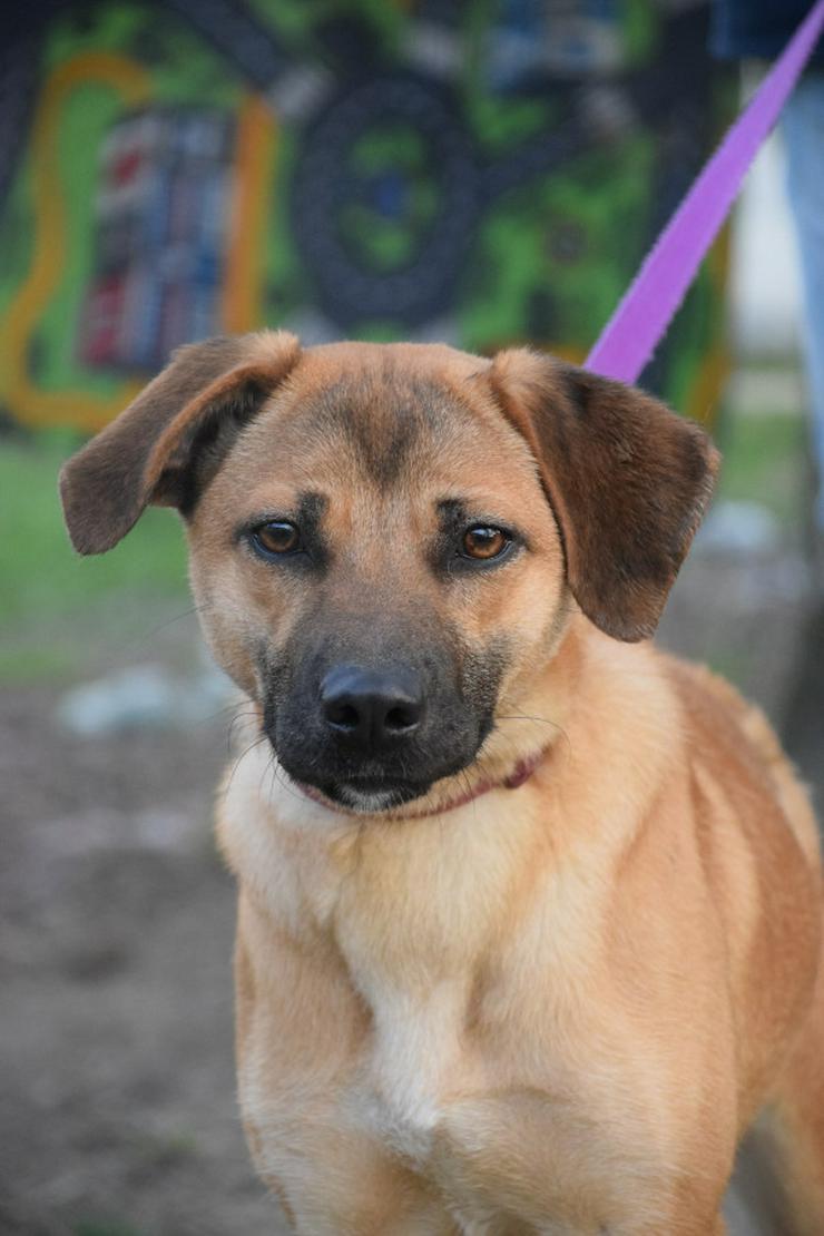 Nady sucht ein fürsorgliches neues Zuhause.