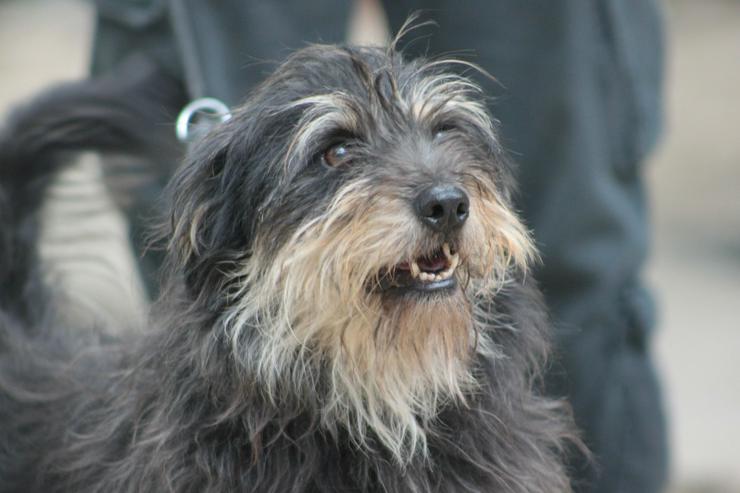 Timmy ist ein netter Mischlingsrüde.