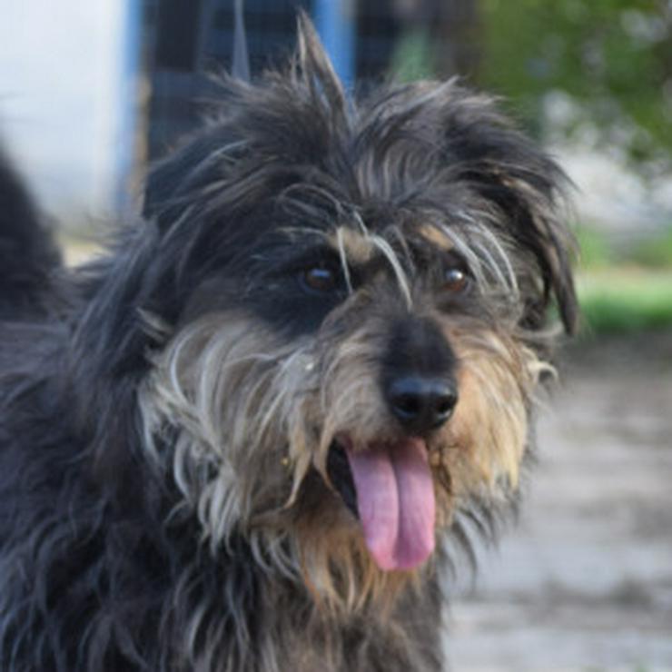 Bild 11: Timmy ist ein netter Mischlingsrüde.