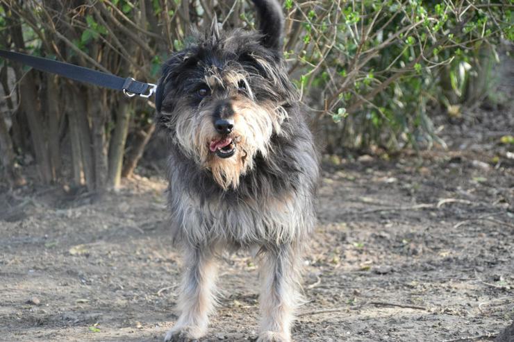 Bild 7: Timmy ist ein netter Mischlingsrüde.