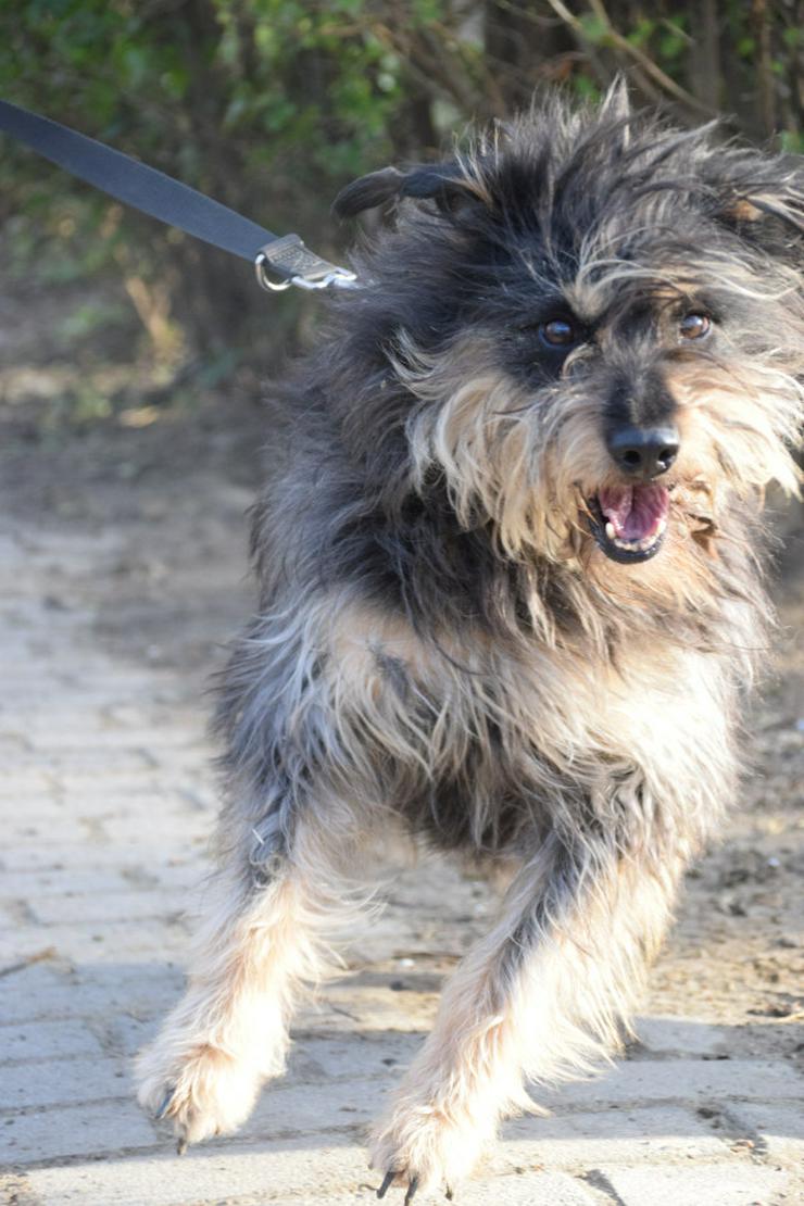 Bild 8: Timmy ist ein netter Mischlingsrüde.