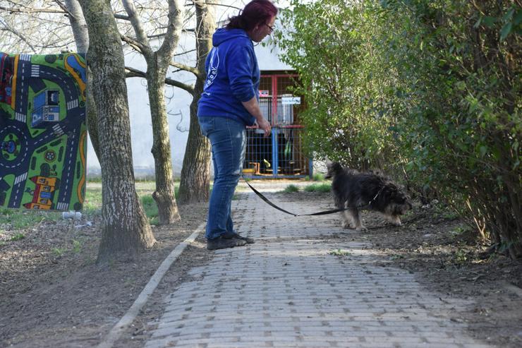 Bild 9: Timmy ist ein netter Mischlingsrüde.