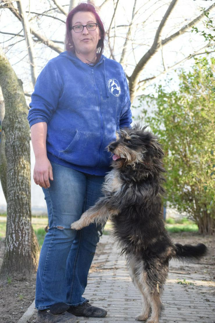 Bild 10: Timmy ist ein netter Mischlingsrüde.