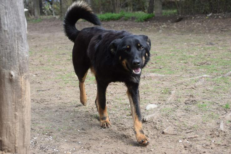 Bild 7: Clyde ist ein liebenswerter Hund, der auf ein endgültiges Zuhause wartet.
