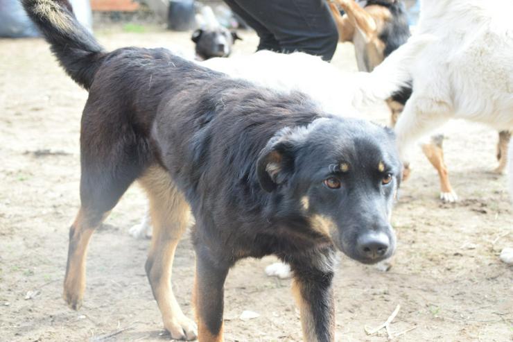 Bild 10: Clyde ist ein liebenswerter Hund, der auf ein endgültiges Zuhause wartet.