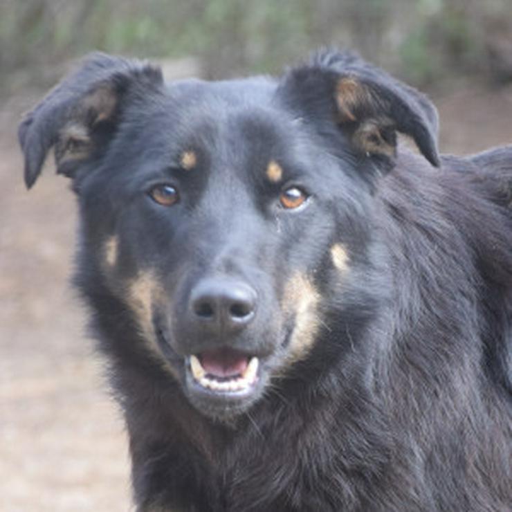 Bild 11: Clyde ist ein liebenswerter Hund, der auf ein endgültiges Zuhause wartet.