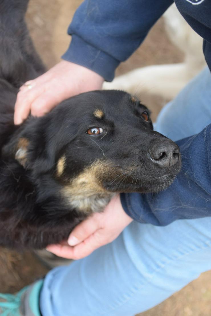 Bild 8: Clyde ist ein liebenswerter Hund, der auf ein endgültiges Zuhause wartet.