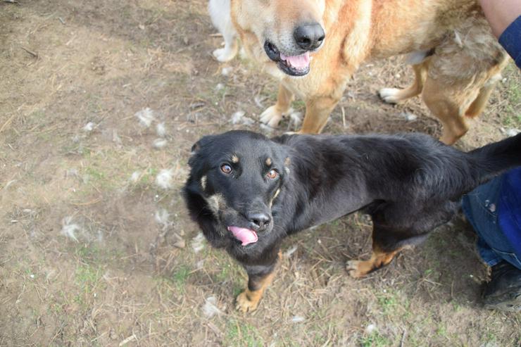 Bild 9: Clyde ist ein liebenswerter Hund, der auf ein endgültiges Zuhause wartet.