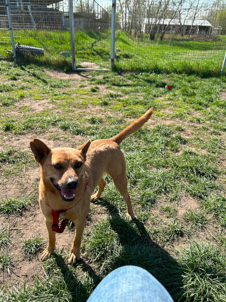 Bild 9: Kesu ist eine sehr nette und sehr aktive Mischlingshündin.