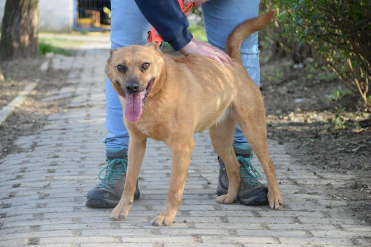 Bild 3: Kesu ist eine sehr nette und sehr aktive Mischlingshündin.