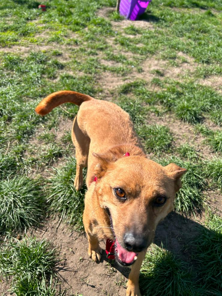 Bild 8: Kesu ist eine sehr nette und sehr aktive Mischlingshündin.