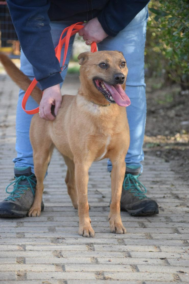 Kesu ist eine sehr nette und sehr aktive Mischlingshündin.