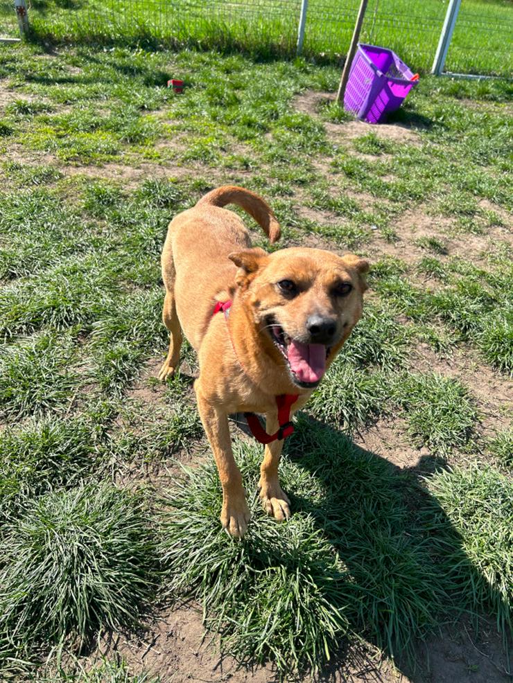 Bild 10: Kesu ist eine sehr nette und sehr aktive Mischlingshündin.