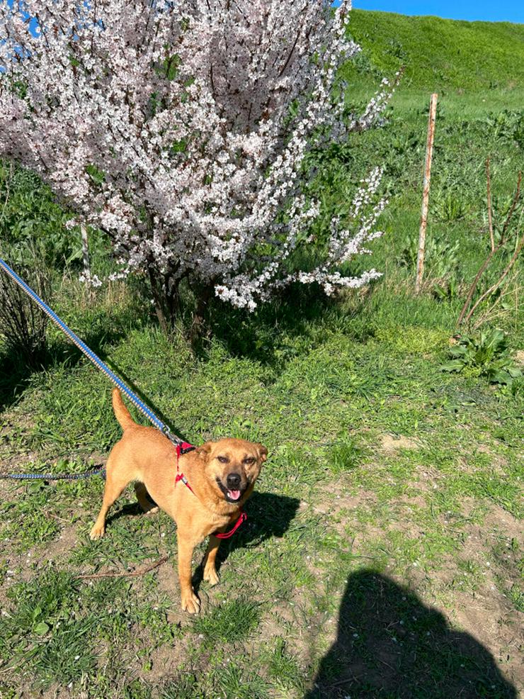 Bild 7: Kesu ist eine sehr nette und sehr aktive Mischlingshündin.