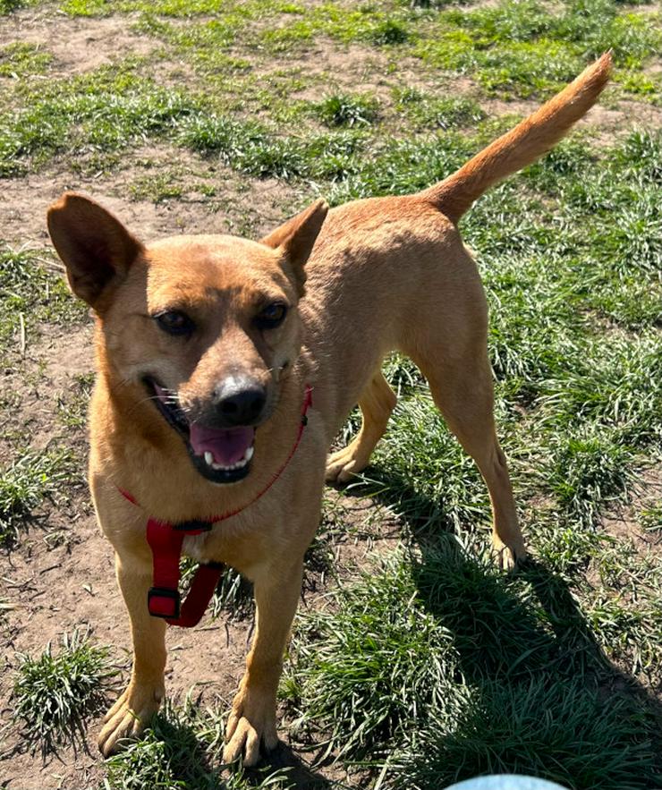 Bild 6: Kesu ist eine sehr nette und sehr aktive Mischlingshündin.