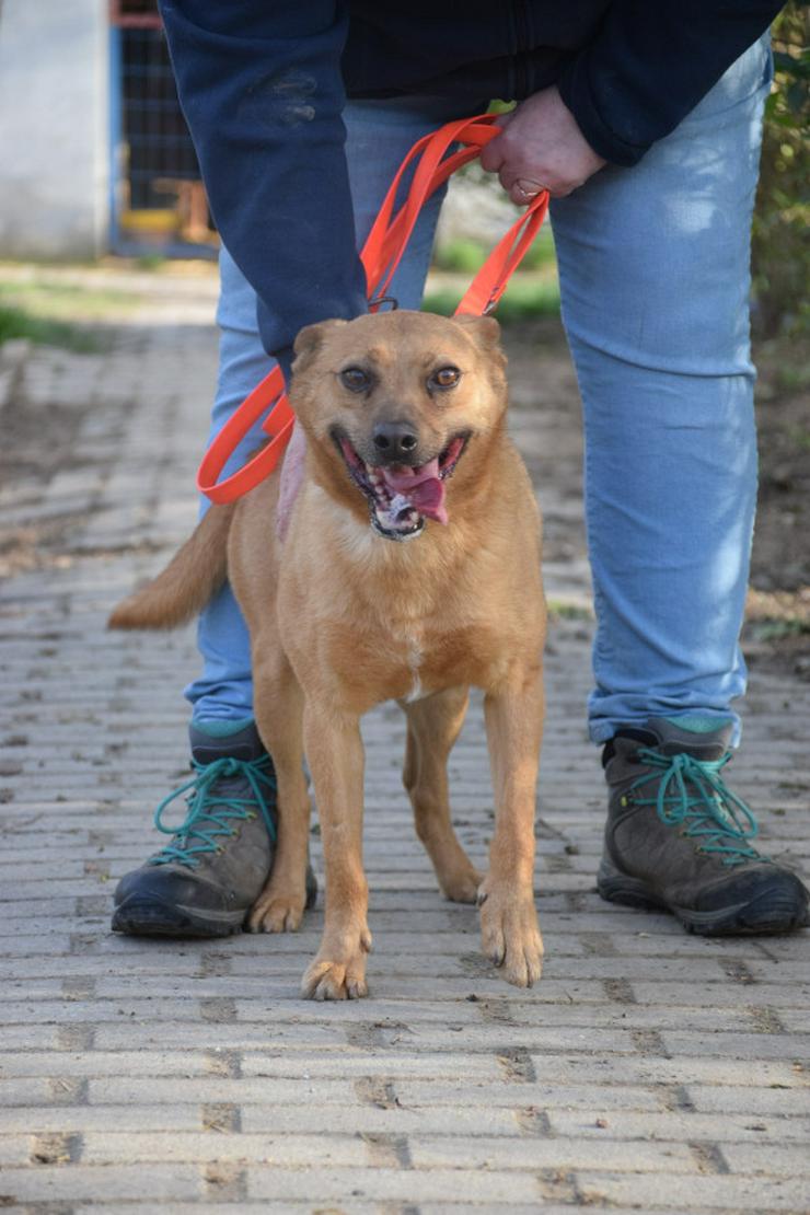 Bild 5: Kesu ist eine sehr nette und sehr aktive Mischlingshündin.