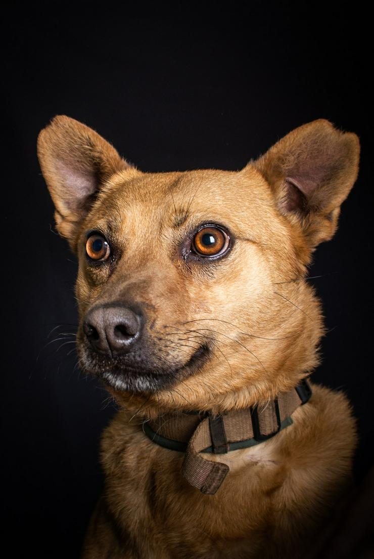 Bild 11: Kesu ist eine sehr nette und sehr aktive Mischlingshündin.