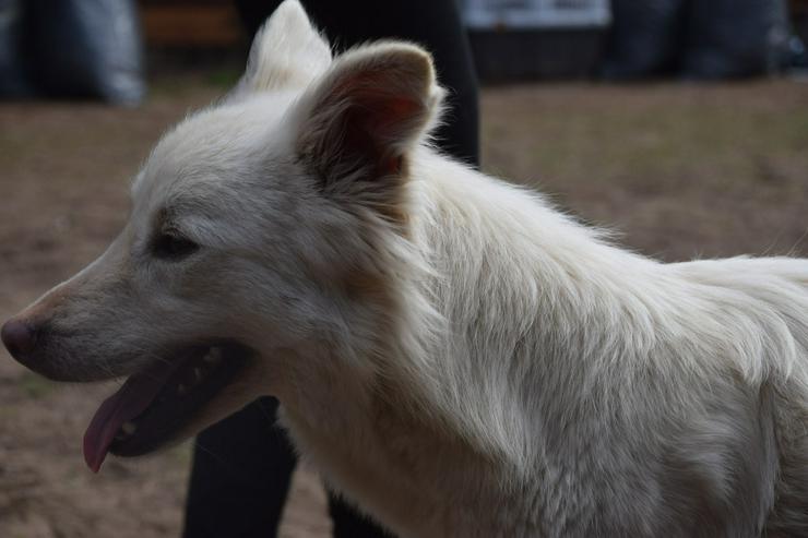 Bild 7: Caruso ist ein lieber, neugieriger Hundejunge.