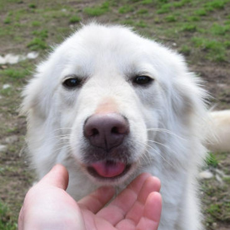 Bild 10: Caruso ist ein lieber, neugieriger Hundejunge.