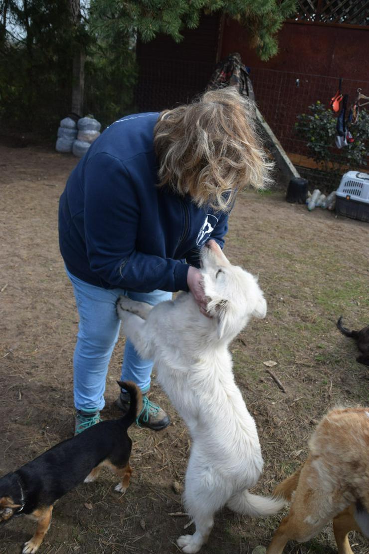 Bild 9: Caruso ist ein lieber, neugieriger Hundejunge.