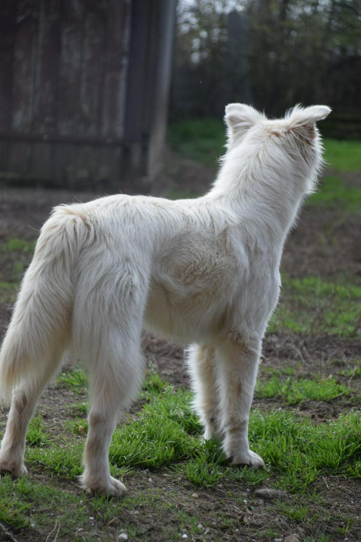 Bild 3: Caruso ist ein lieber, neugieriger Hundejunge.