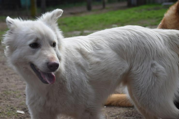 Bild 2: Caruso ist ein lieber, neugieriger Hundejunge.