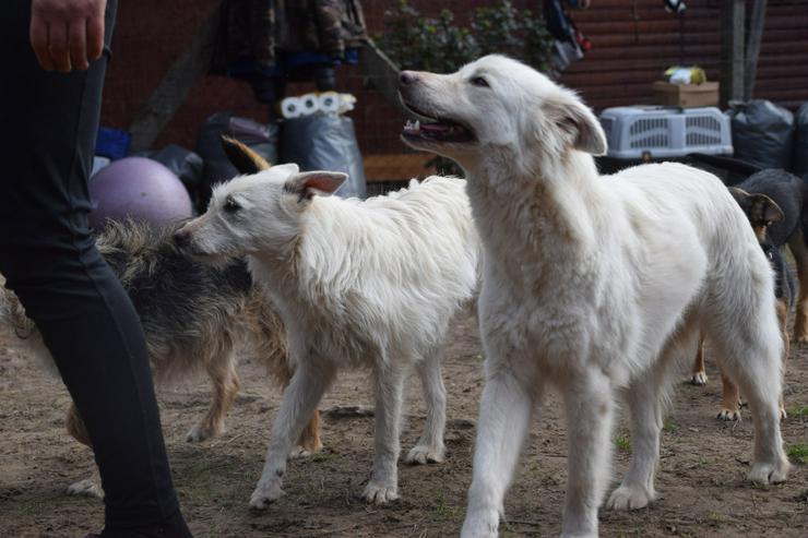Bild 8: Caruso ist ein lieber, neugieriger Hundejunge.